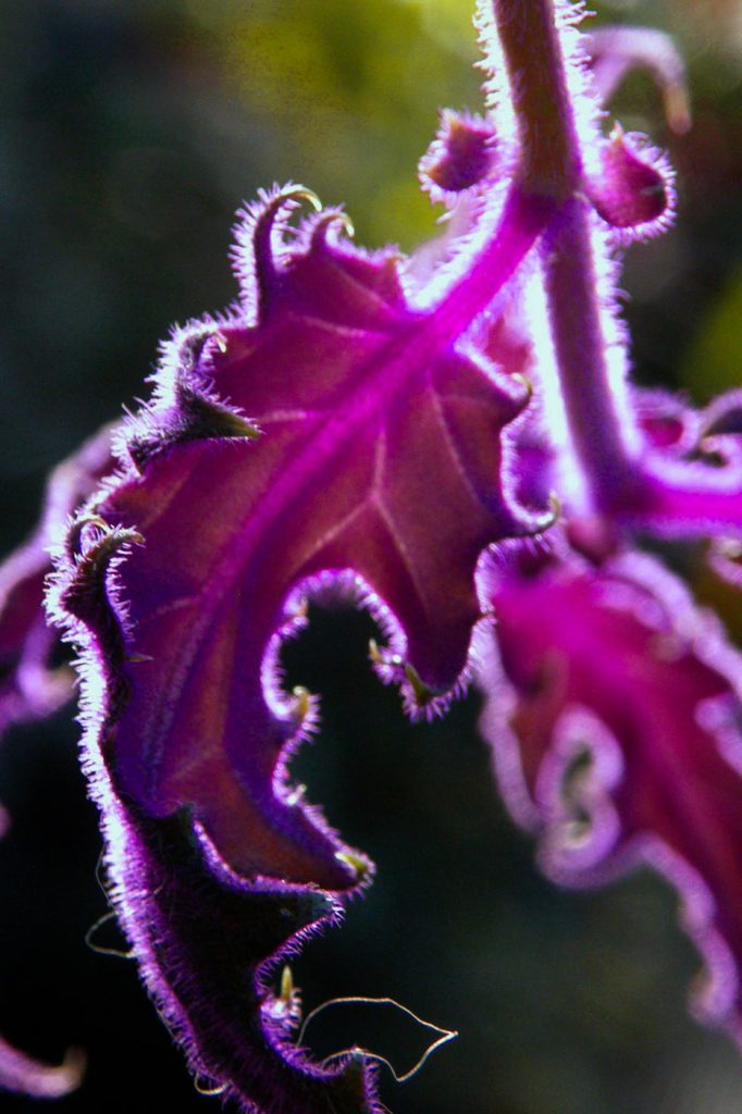 Pantone 18-3838 Ultra Violet - Verson Vlies Courcier